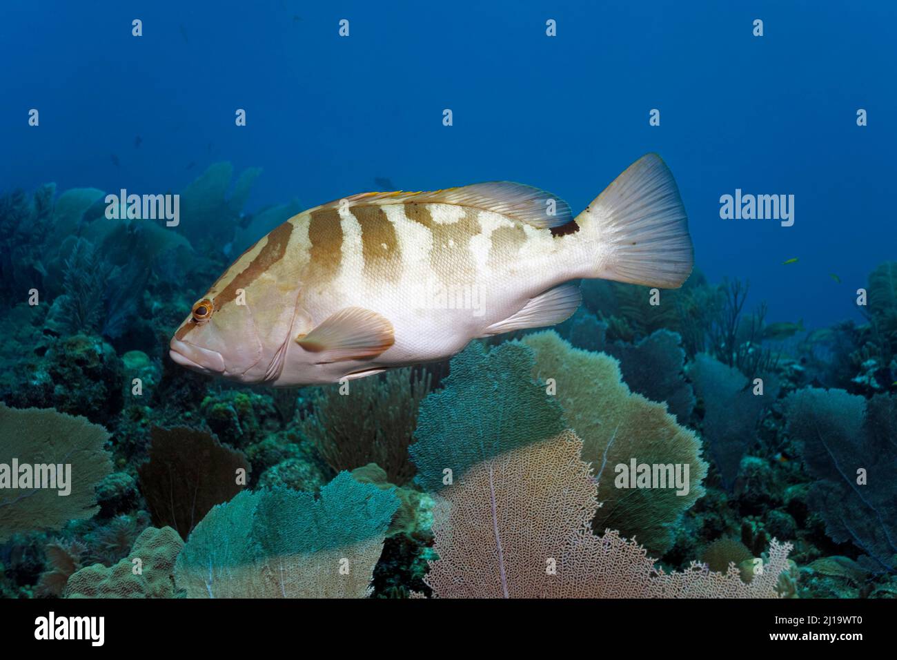 Mérou de Nassau (Epinephelus striatus) nageant au-dessus du récif de corail, Parc national Jardines de la Reina, Mer des Caraïbes, Camagueey et Ciego de Avila Banque D'Images