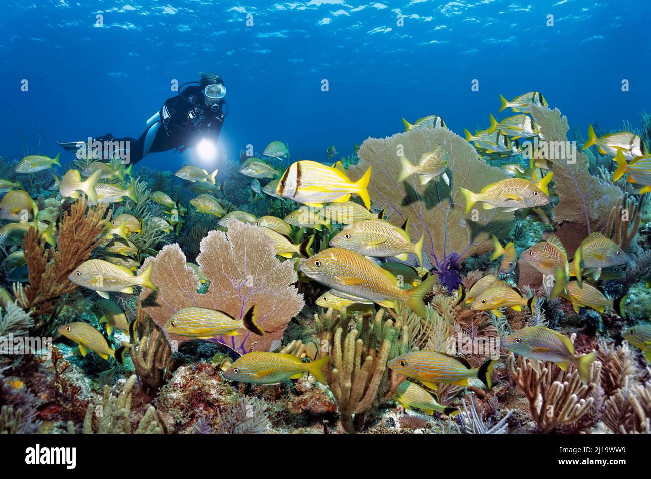 Plongeur regardant un récif de corail typique des Caraïbes avec une population intacte de divers coraux mous, ventilateur de Vénus, bâton géant de la mer à pores éclairés (Plexaurella nutans) Banque D'Images