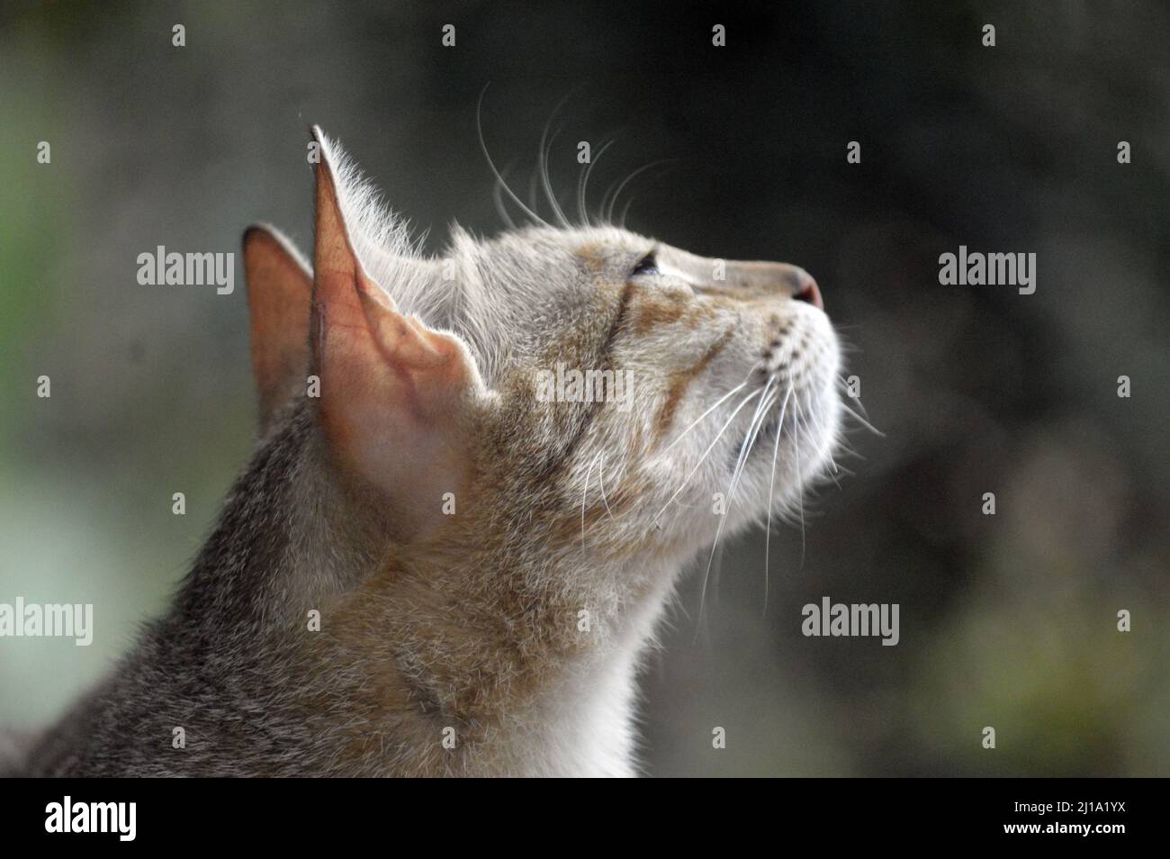 Un gros plan d'un chat rayé en regardant vers le haut Banque D'Images