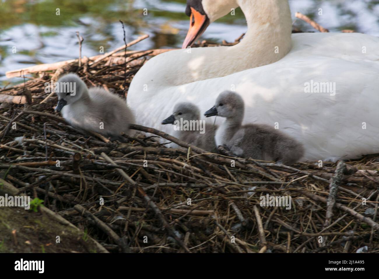 Le nid de Swan dans le Heiligenhaus à l'Abtskücherteich.Mère oiseau avec petit bébé apprendre à nager.Cygnes sauvages au printemps. Banque D'Images