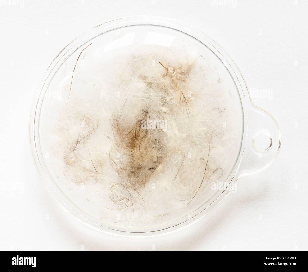 rembourrage de la veste du souffleur d'échantillon composé de plumes de 70 % de duvet et de 30 % de canard dans un récipient transparent scellé, près du panneau en béton gris Banque D'Images