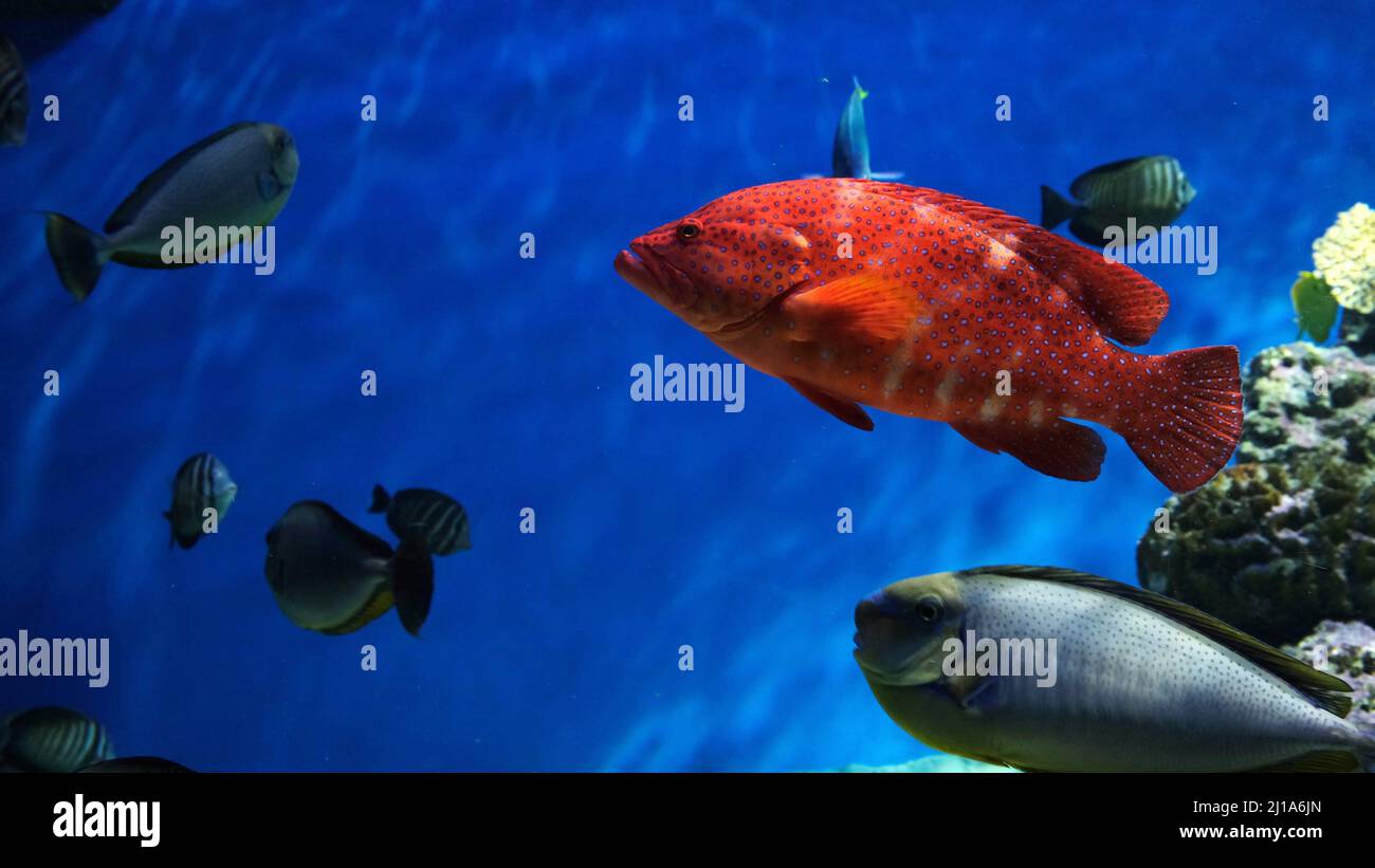 Garibaldi poisson dans la scène sous-marine. Hypsypops rubicundus sous l'eau. Poisson Garibaldi sous l'eau Banque D'Images