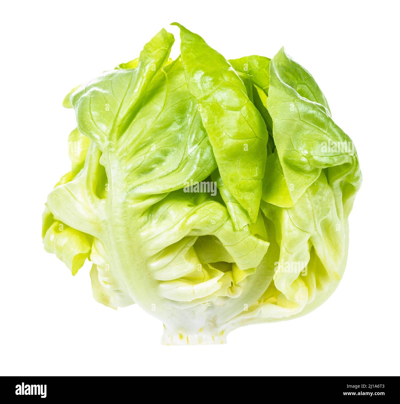 petite tête de laitue ronde boston fraîche isolée sur fond blanc Banque D'Images