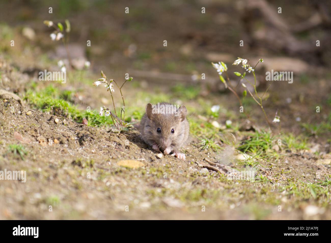 Mignonne petite souris d'Europe occidentale gris-brun (Mus musculus domesticus) à la recherche de nourriture dans la nature Banque D'Images