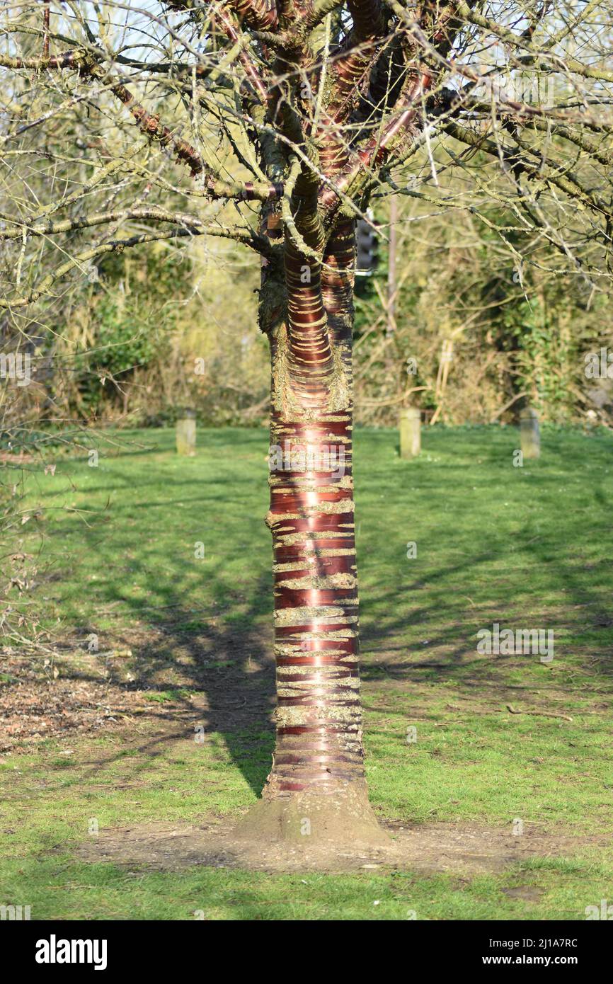 Cerisier tibétain (Prunus serrula) au parc Great Linford Manor de Milton Keynes. Banque D'Images