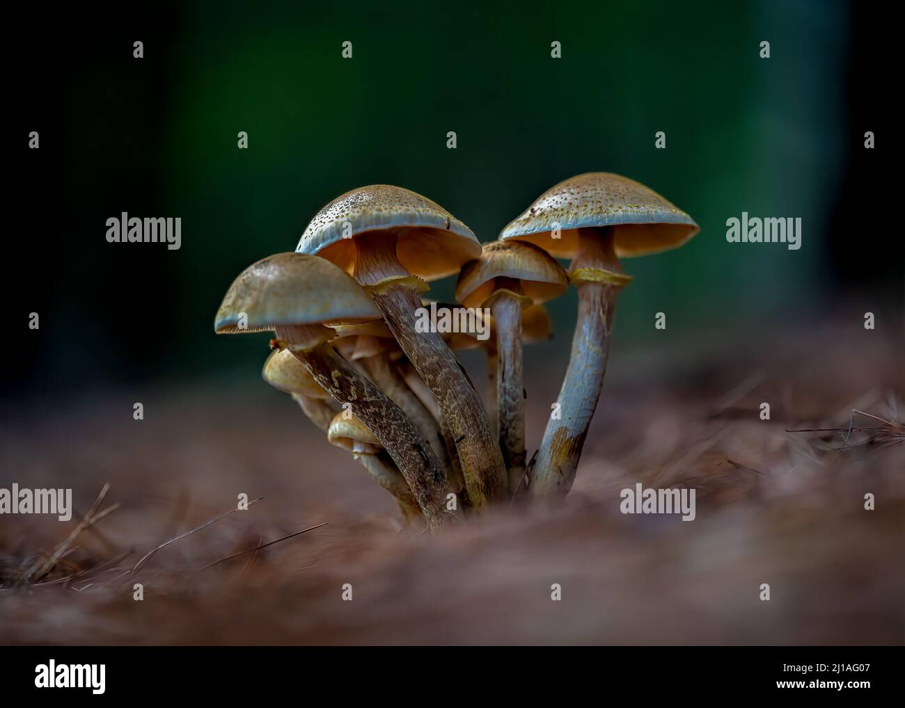 Un gros plan d'Armillaria ostoyae, Armillaria solidipes. Banque D'Images