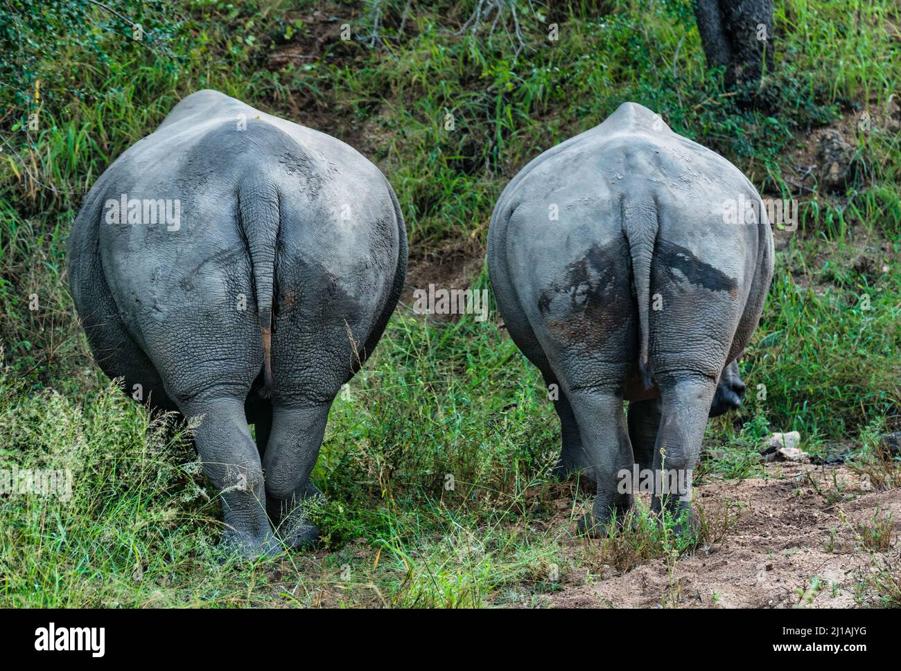 Arrière-fonds de rhinocéros blancs et de veau, Ceratotherium simum, réserve africaine de gibier, parc national du Grand Kruger, Afrique du Sud Banque D'Images