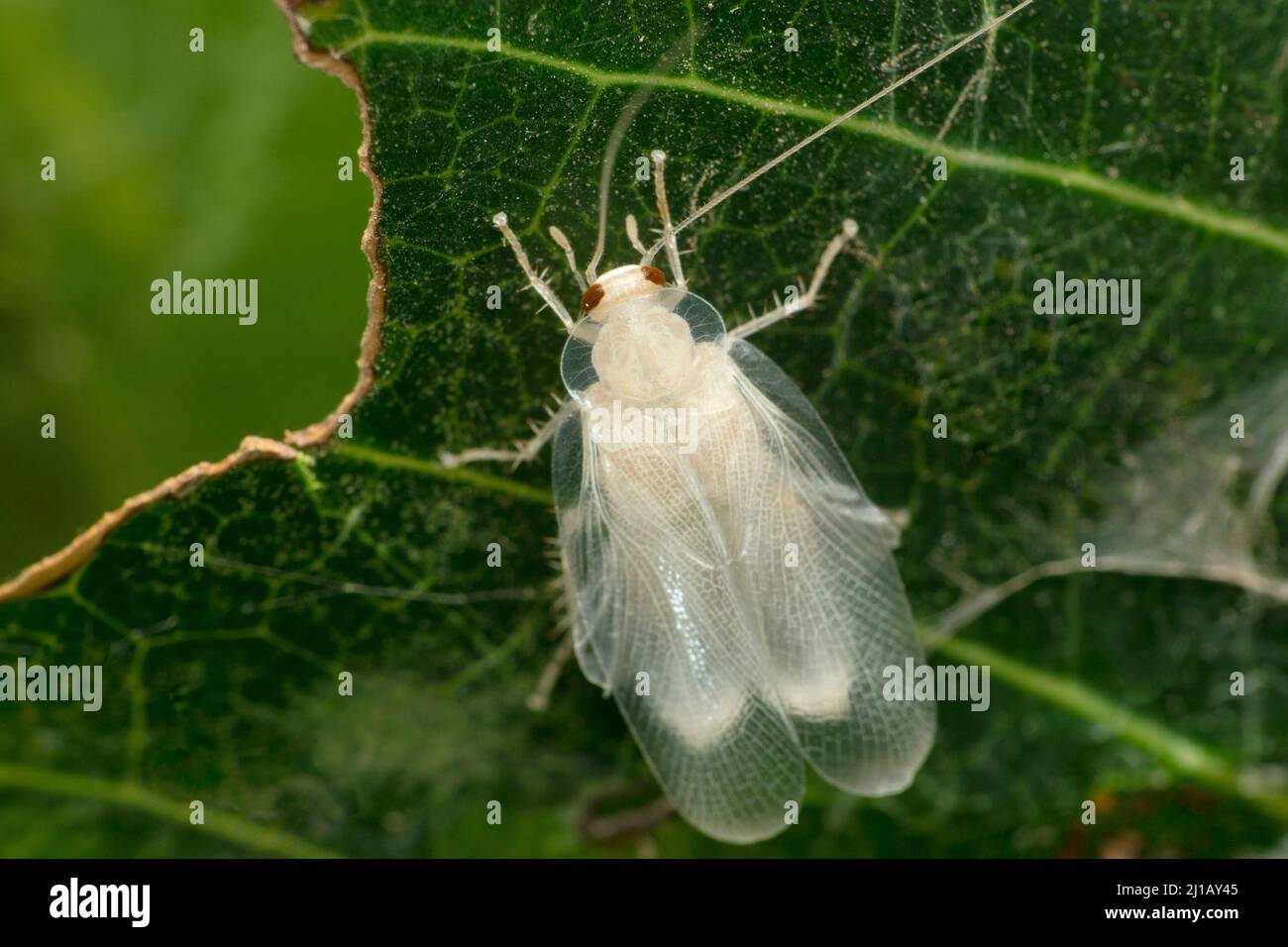 Cockroach frais molé sp., Satara, Maharashtra, Inde Banque D'Images