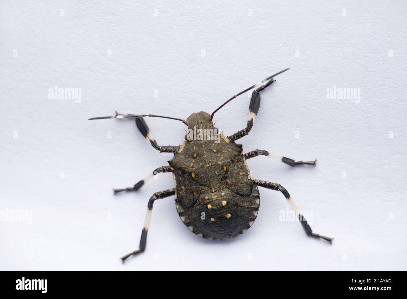 Insecte lacheté jaune, espèce Erthesina, Satara, Maharashtra, Inde Banque D'Images