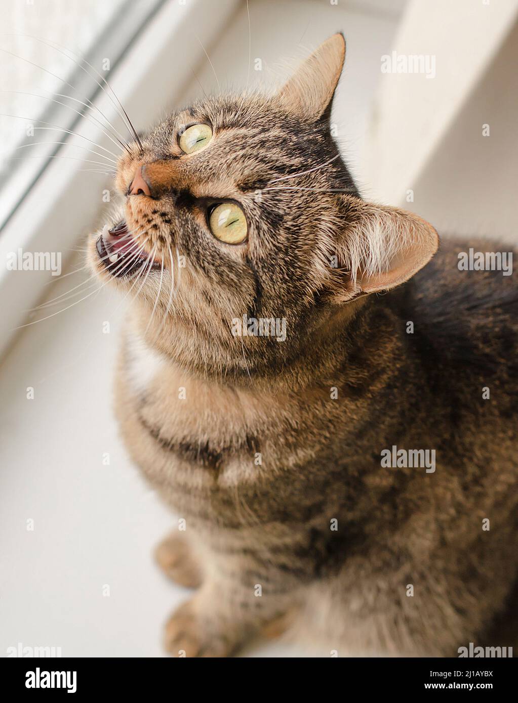 Portrait d'un beau chat rayé sur le rebord de la fenêtre. Le chat regarde par la fenêtre à la nature et meows Banque D'Images