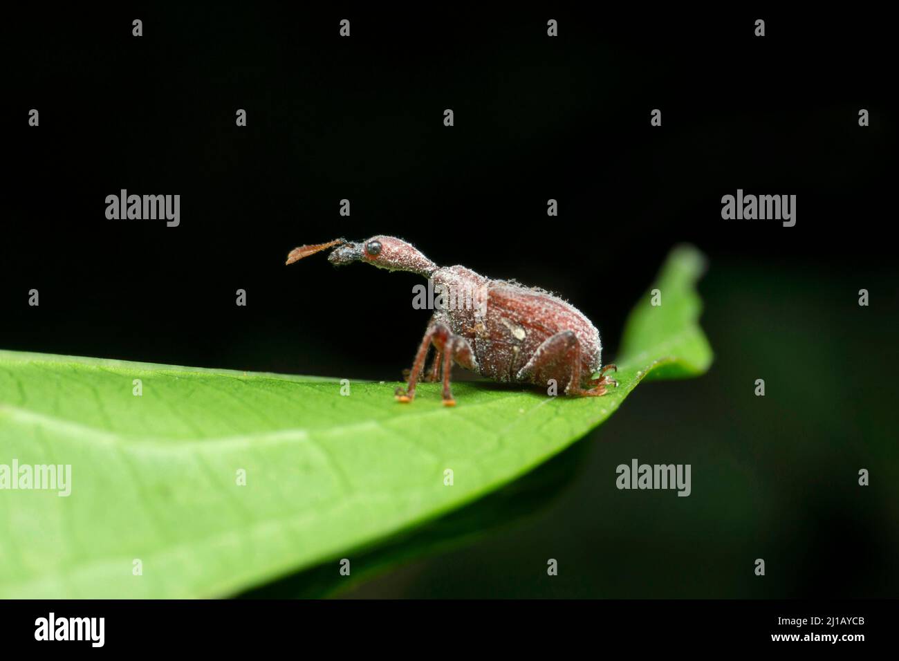 Charançon indien du cou de girafe, Trachelophorus sp, Satara, Maharashtra, Inde Banque D'Images
