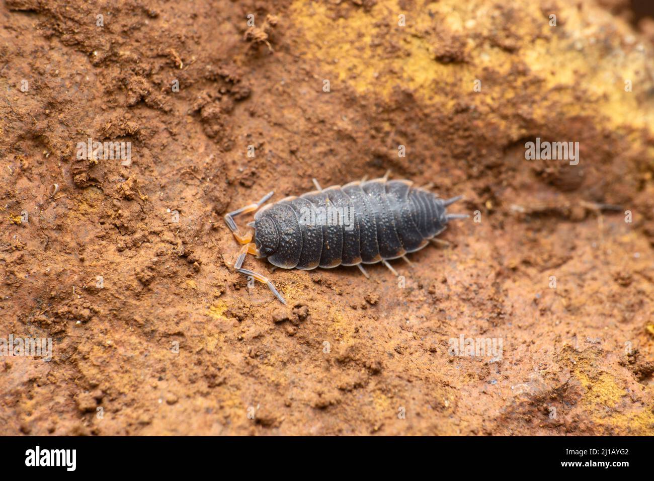 Woodlose, poux pluriel, Satara, Maharashtra, Inde Banque D'Images