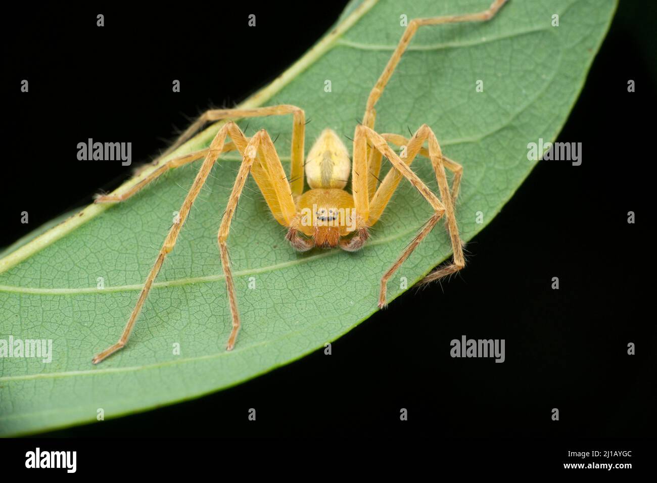 Araignée de huntsman jaune, espèce Olios, Satara, Maharashtra, Inde Banque D'Images