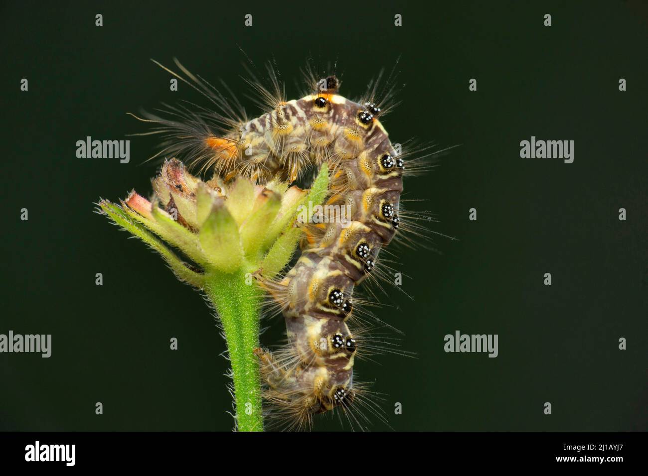 Moth caterpillar, Satara, Maharashtra, Inde Banque D'Images