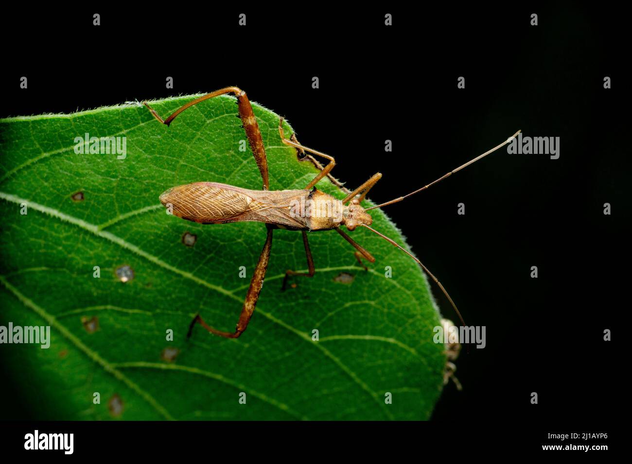 Espèce de punaise brune, Satara, Maharashtra, Inde Banque D'Images