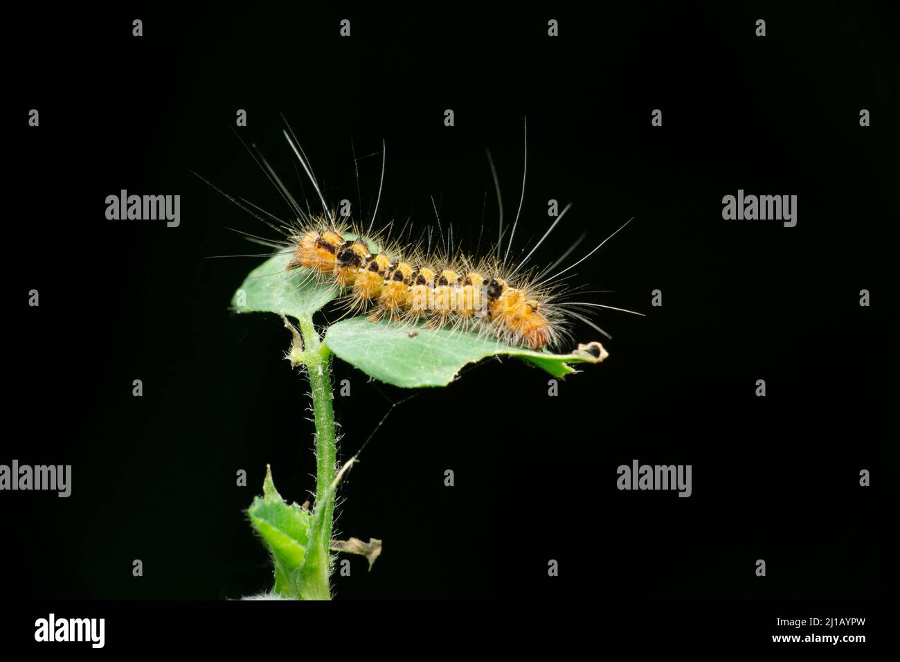 Vue latérale de Caterpillar, Satora, Maharashtra, Inde Banque D'Images