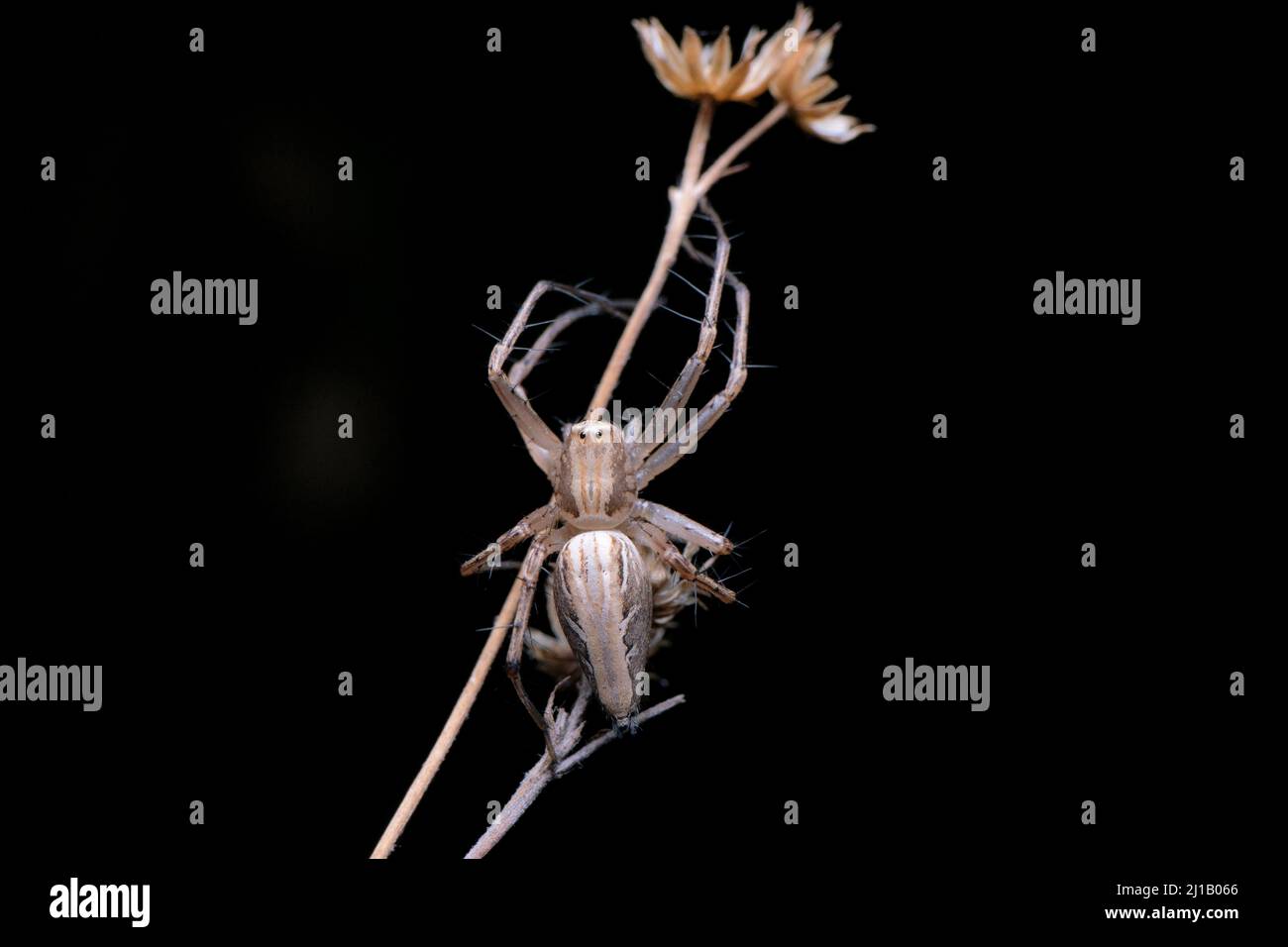 Araignée grise de lynx , Oxyopes gracilipes, Satara, Maharashtra, Inde Banque D'Images