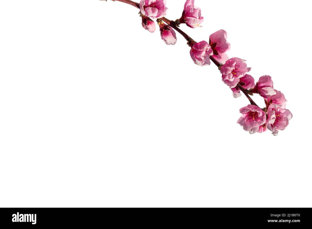 Fleur de pêche rose, branche fleurie isolée sur blanc, chemin d'écrêtage, espace de copie, ressource graphique pour bannières et cartes de vœux Banque D'Images