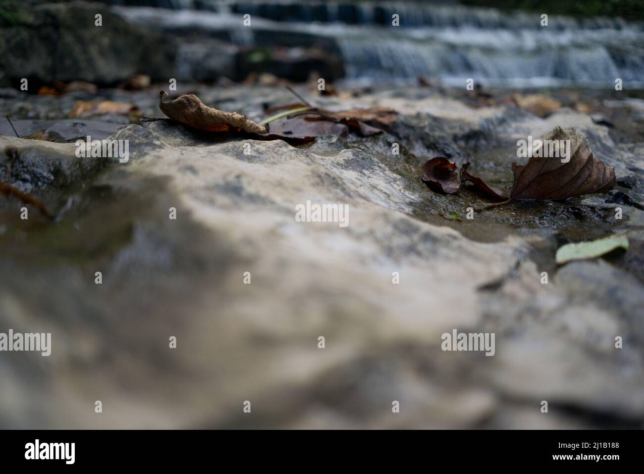 Feuilles brunes devant les chutes Carpenter Banque D'Images