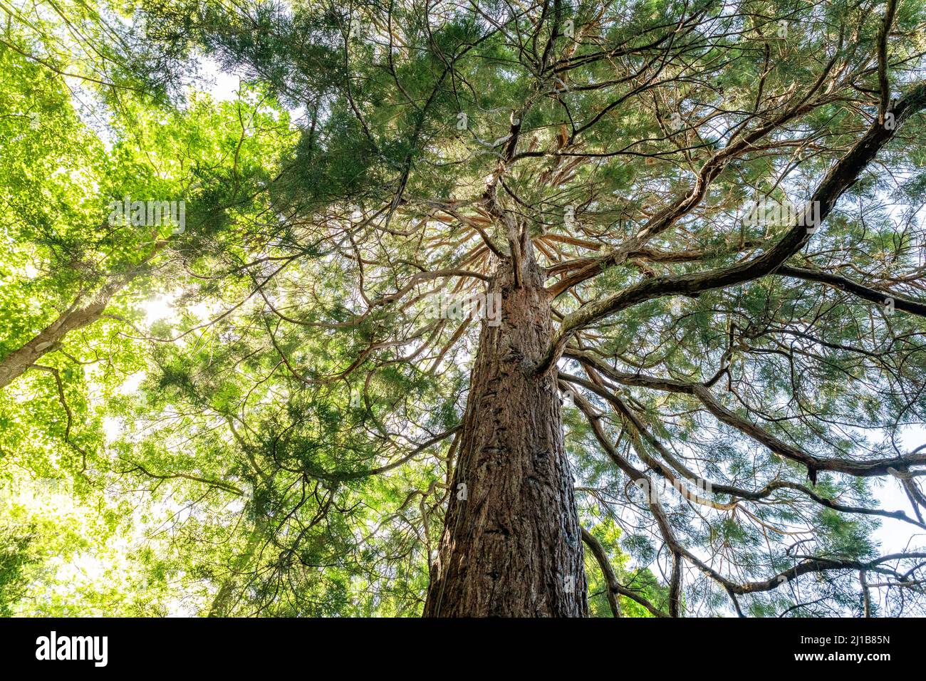 SÉQUOIA GÉANT, JARDIN BOTANIQUE, CAEN, CALVADOS, NORMANDIE, FRANCE Banque D'Images