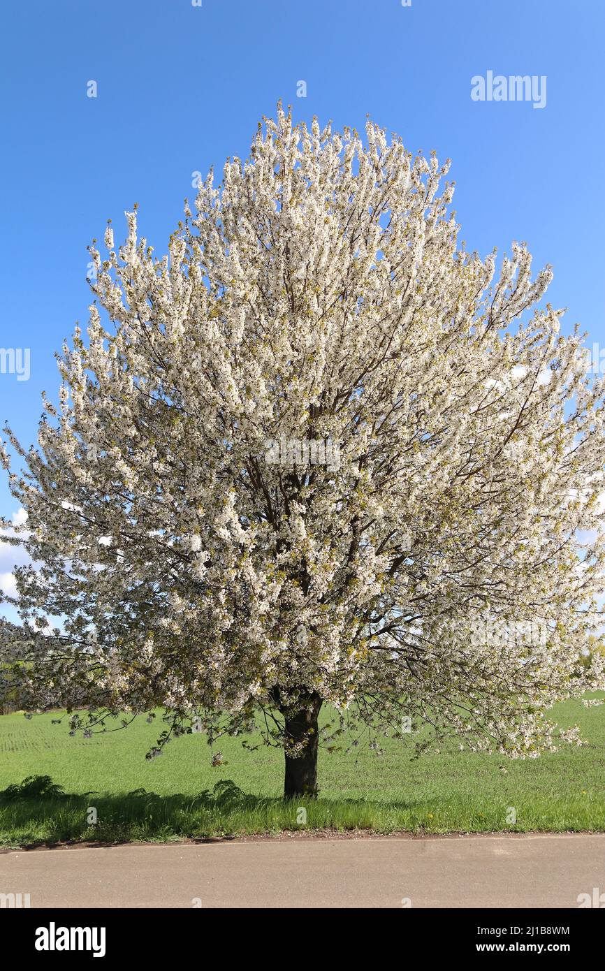 Grand cerisier fleuri sur le côté de la route. Route rurale vide. Banque D'Images