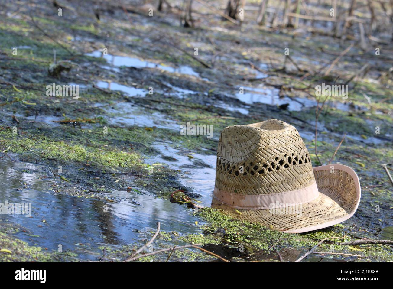 Chapeau de paille dans le marais. Il y a de l'eau de marais et de la  végétation autour du chapeau Photo Stock - Alamy