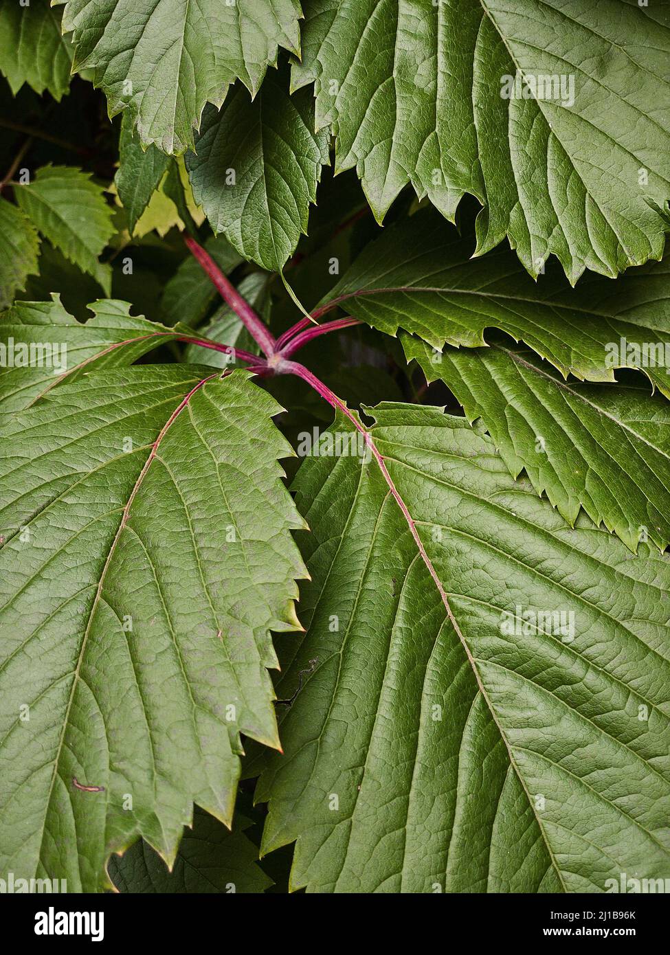 Grandes feuilles vertes du super-réducteur de Virginie avec tige violette. Arrière-plan naturel. Fond d'écran Banque D'Images