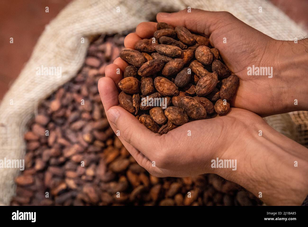 DEUX MAINS TENANT DES FÈVES DE CACAO, USINE DE CHOCOLAT CLUIZEL, DAMVILLE, MESNIL-SUR-ITON, EURE, NORMANDIE, FRANCE Banque D'Images
