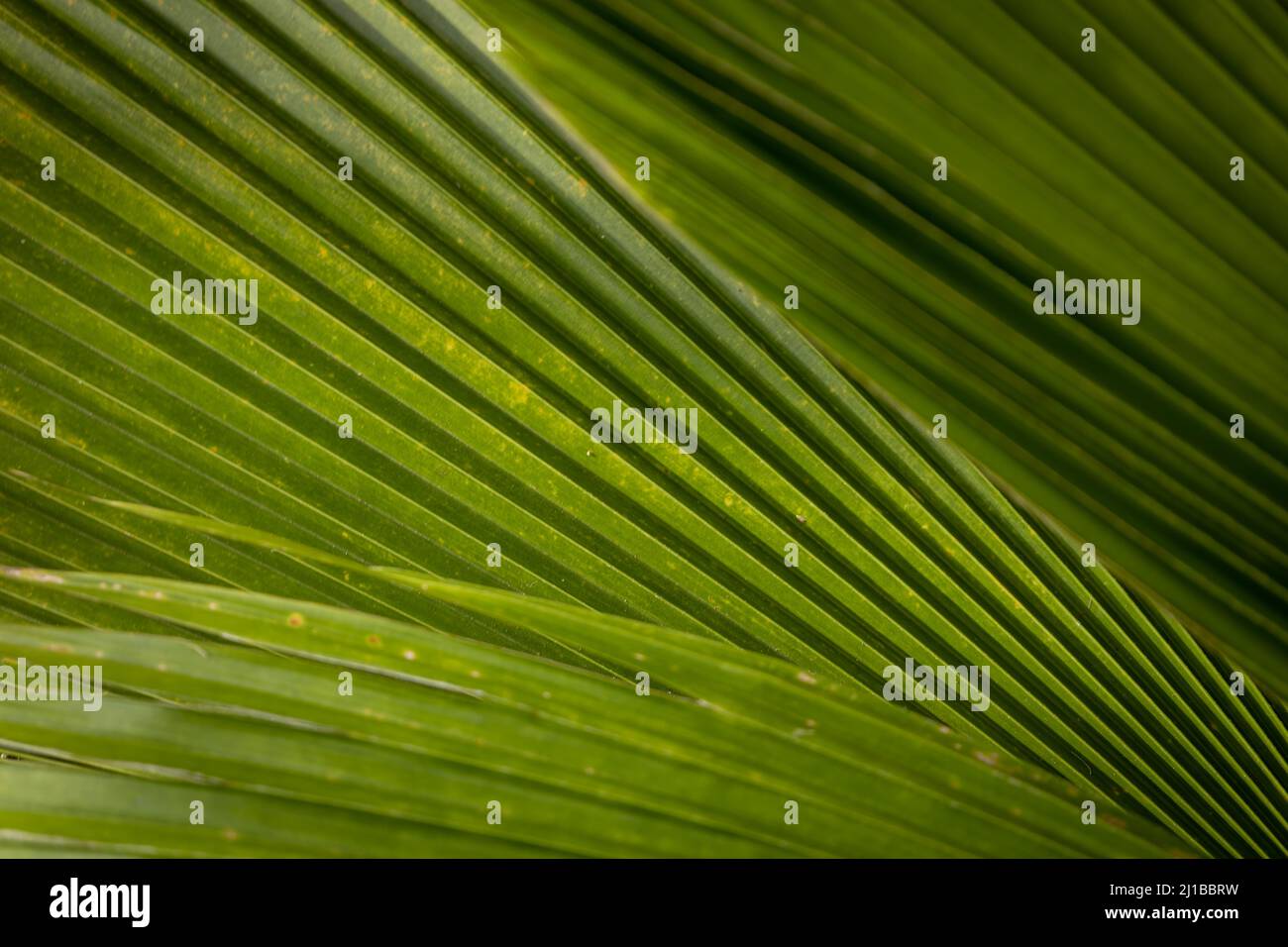 Feuilles de palmier vertes. Approche des feuilles pliées. Motif abstrait naturel. Banque D'Images