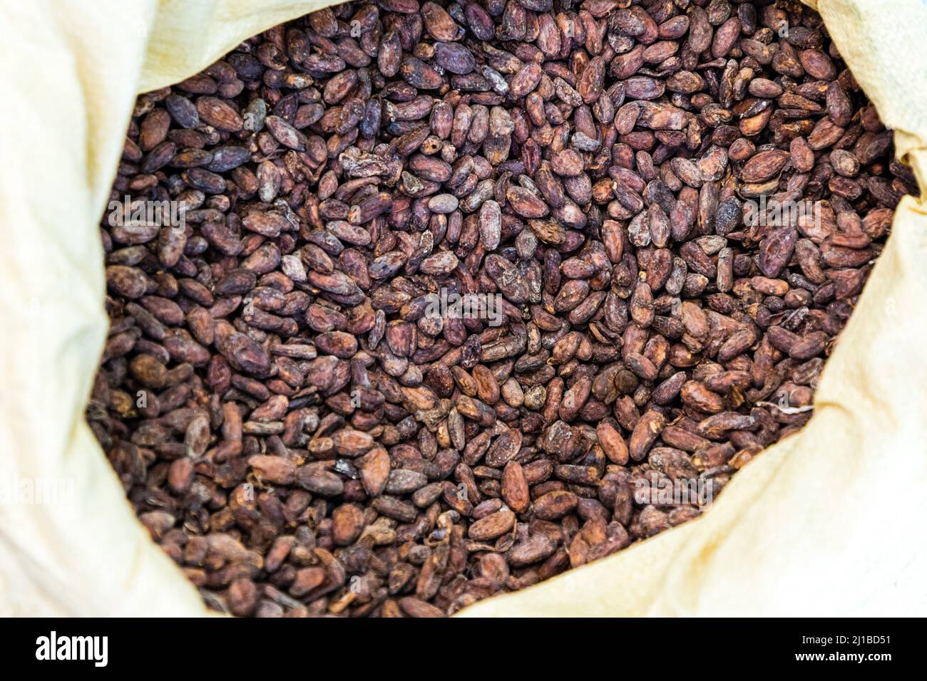 FÈVES DE CACAO SÉCHÉES, PLANTATION EL SENDERO DEL CACAO, HACIENDA LA ESMERALDA LAS PAJAS, SAN FRANCISCO DE MACORIS, RÉPUBLIQUE DOMINICAINE Banque D'Images