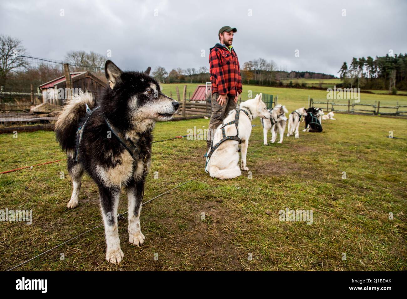 REMI AVICE, CHIEN DE TRAÎNEAU, TAÌGA AVENTURE, LE REDONDET, CISTERNES LA FORET, (63) PUY DE DÔME, AUVERGNE Banque D'Images