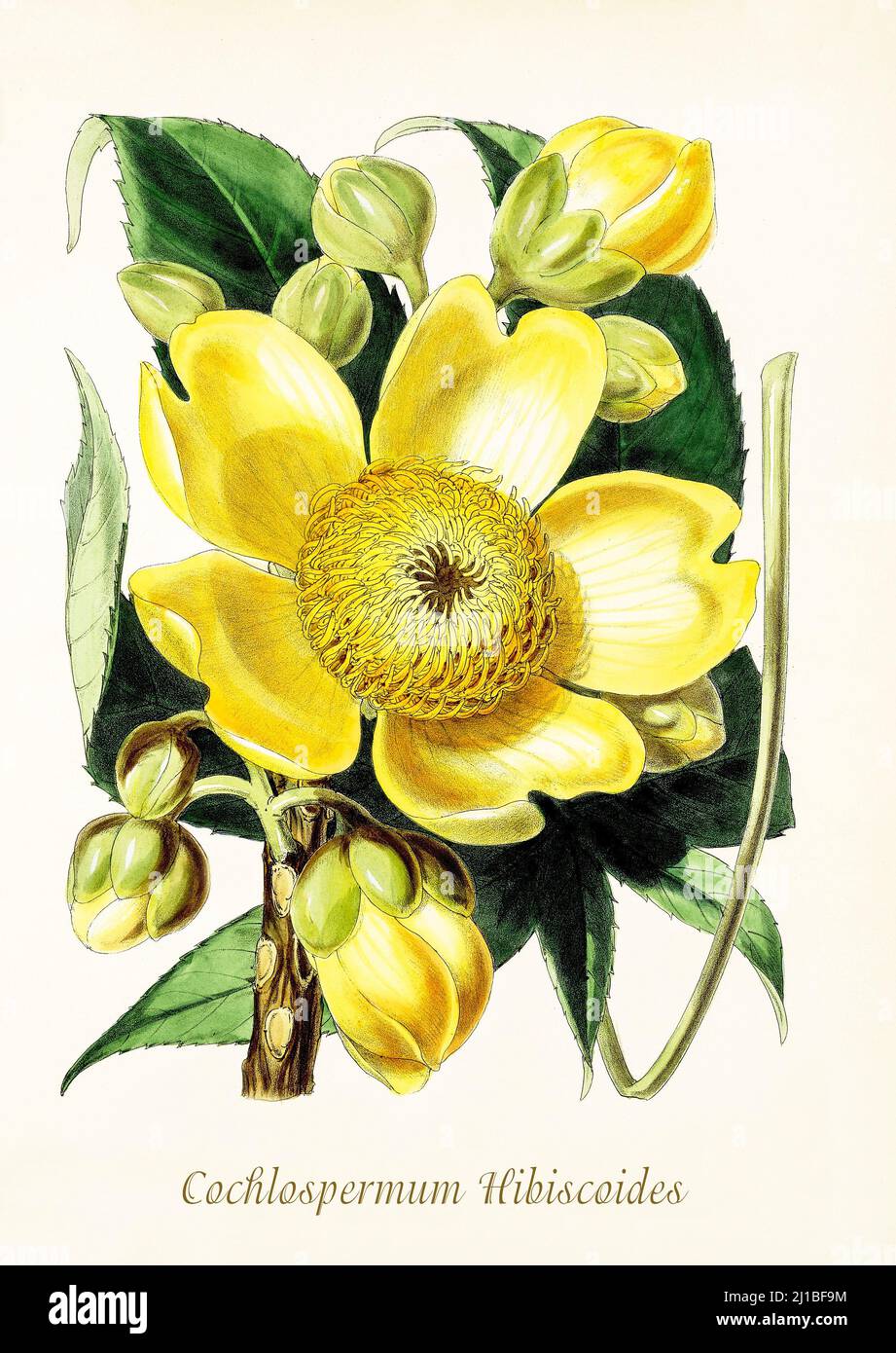 Une illustration de la fin du siècle 19th de Cochlospermum Hibiscoides est un genre d'arbres de la famille des Bixacées indigènes des régions tropicales du monde, en particulier l'Amérique latine, l'Afrique, le sous-continent indien et l'Australie. De Biologia Centrali-Americana, alias contributions à la connaissance de la faune et de la flore du Mexique et de l'Amérique centrale par William Botting. Publié à Londres en 1879 Banque D'Images