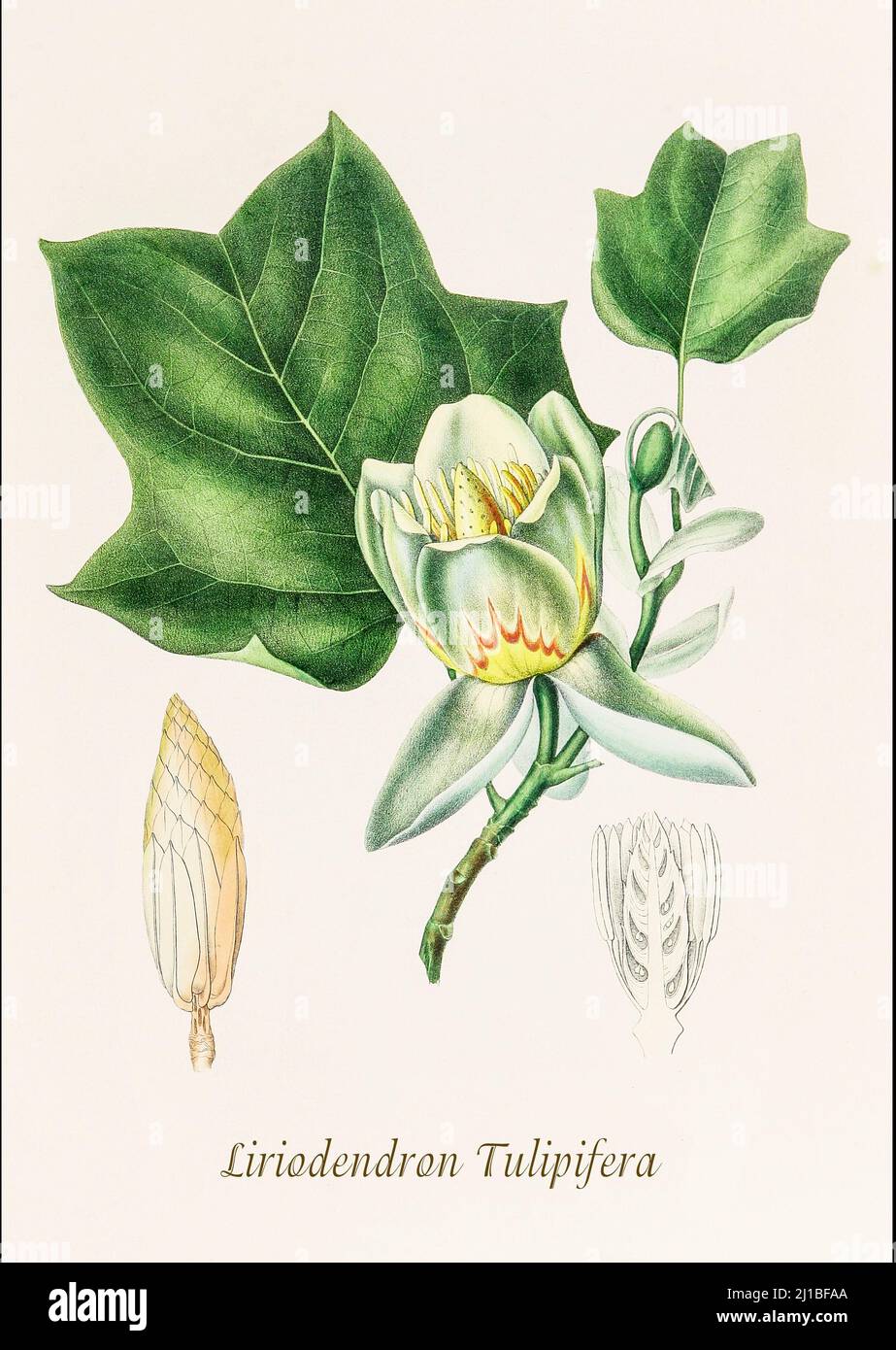 Illustration du Liriodendron tulipifera, plus connu sous le nom de tulipe, originaire de l'Amérique du Nord, à la fin du siècle 19th. L'illustration d'Asa Gray préparée entre les années 1849 et 1859, pour accompagner un rapport sur les arbres forestiers d'Amérique du Nord, Washington. Banque D'Images