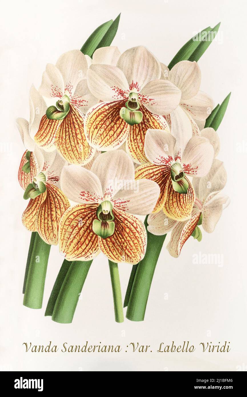 Illustration de la fin du siècle 18th de Vanda sanderiana, une espèce d'orchidée de la famille des orchidées et originaire des Philippines. L'orchidée est considérée comme la reine des fleurs des Philippines et est adorée comme un diwata par le peuple indigène Bagobo. D'Iconographie des Orchidées, un magazine d'illustrations botaniques publié par Jean Jules Linden (1817-1898) était un botaniste, explorateur et horticulteur belge spécialisé dans les orchidées. Banque D'Images