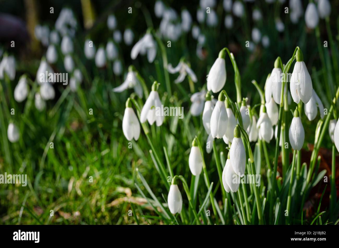 La neige blanche tombe en bourgeonnement au soleil du printemps Banque D'Images