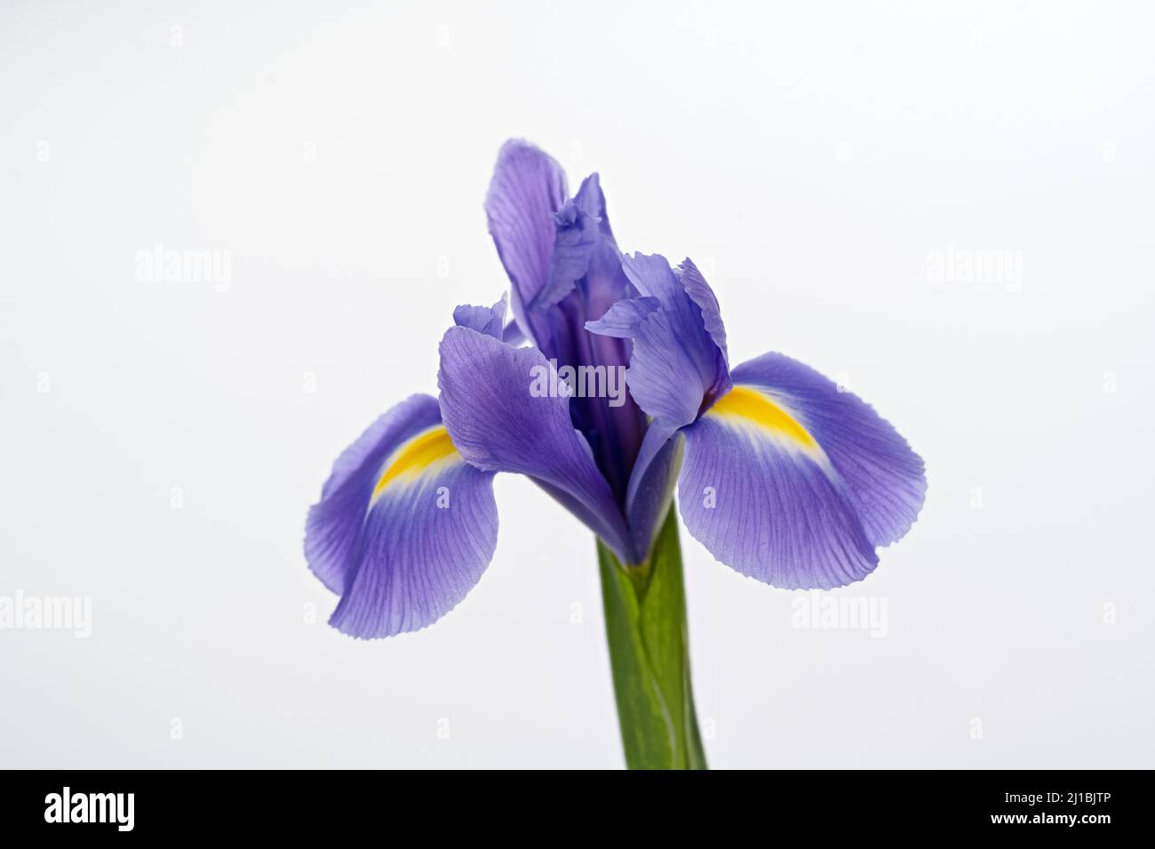 Magnifique iris violet, également connu sous le nom de drapeau violet, photographié sur un fond blanc Uni Banque D'Images