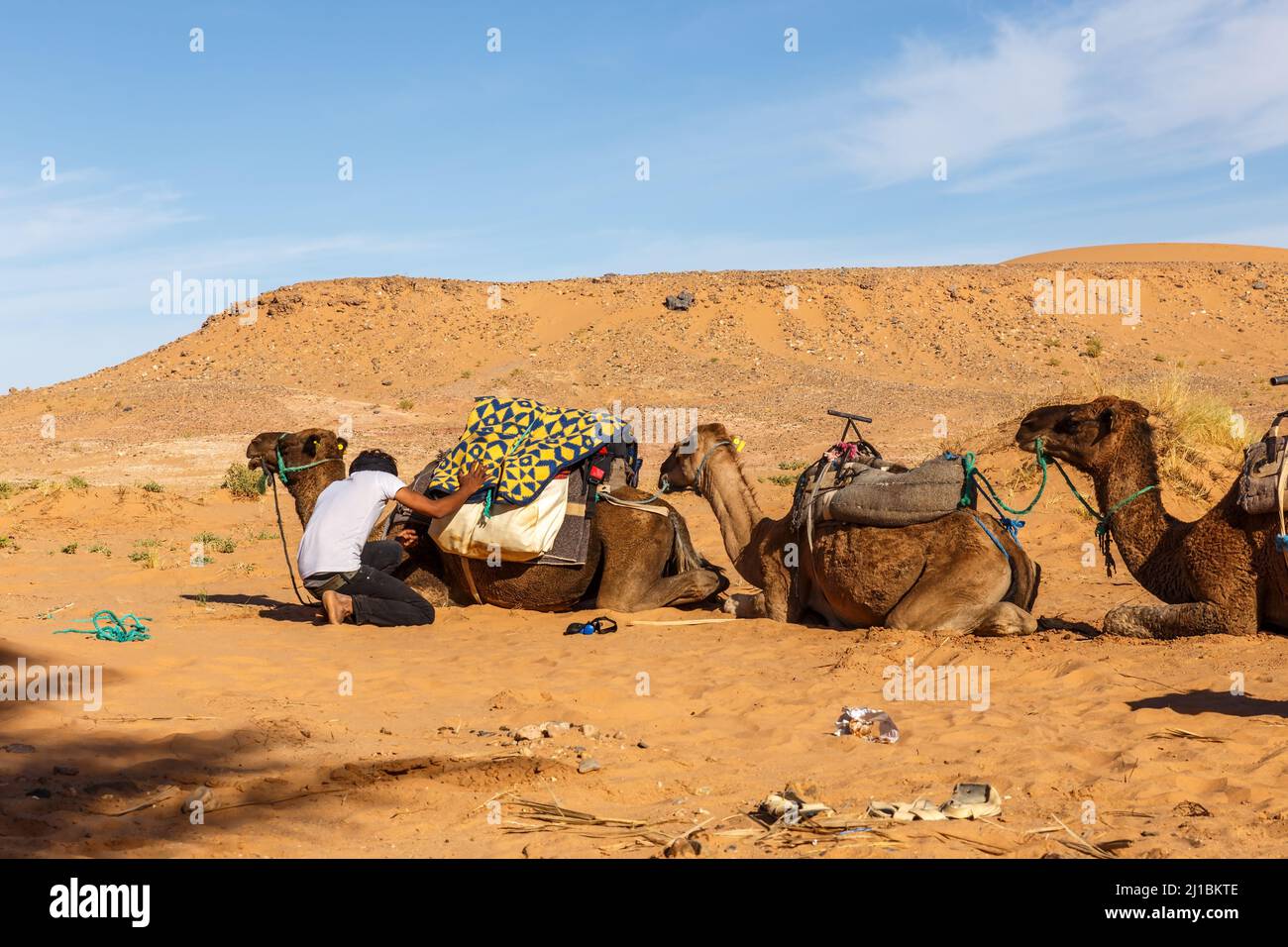 Berber nomad chargeant des bagages sur un chameau. Caravane de chameaux se préparant au voyage. Banque D'Images