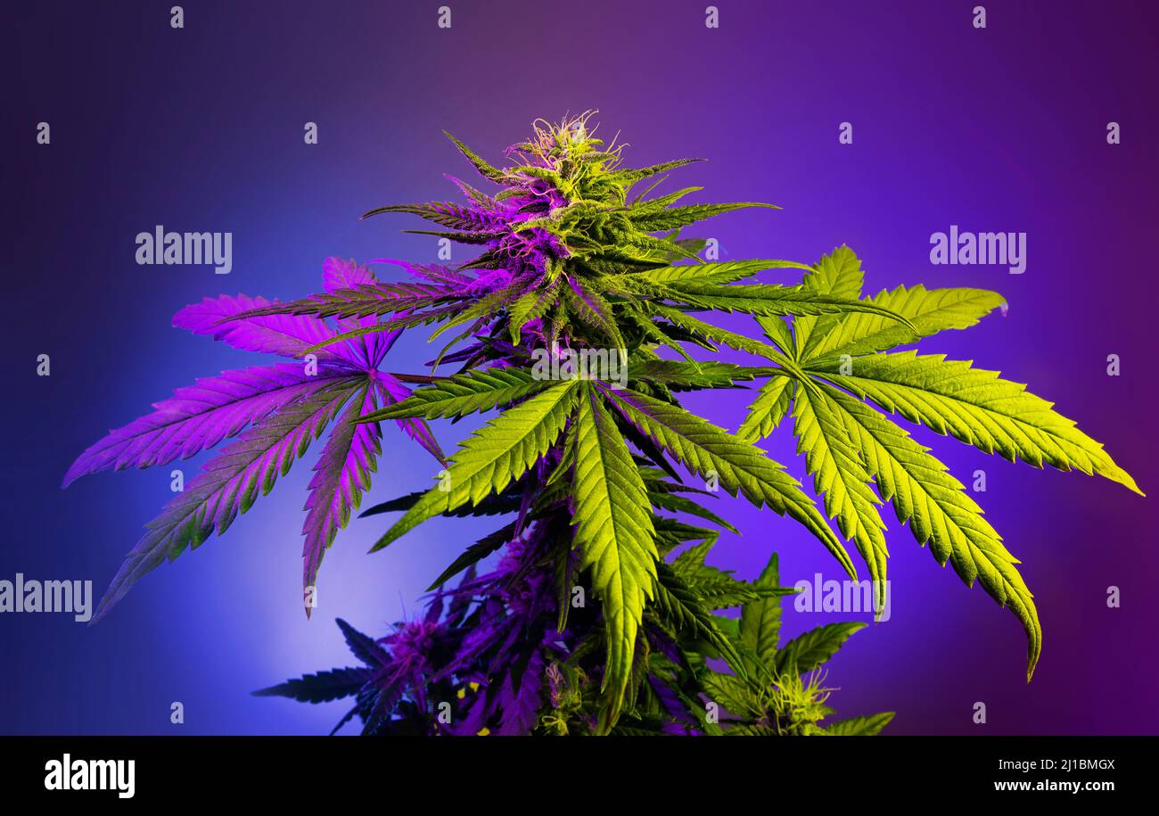 Grande plante de cannabis à fleurs en lumière violette colorée sur fond  violet. Antécédents médicaux de marijuana. Beau cannabis avec de grandes  feuilles et bourgeons fl Photo Stock - Alamy