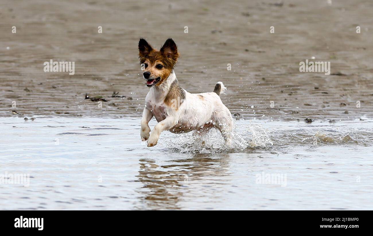 Un terrier Jack Russell joue dans l'eau à la plage de Sandymount à Dublin par beau temps jeudi. Date de la photo: Jeudi 24 mars 2022. Banque D'Images