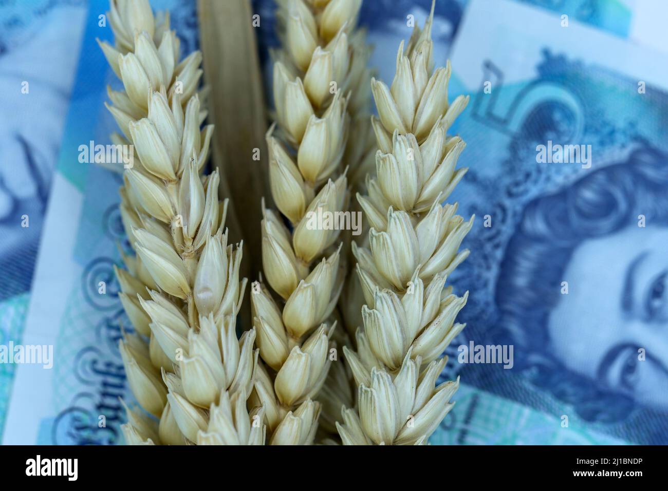 Billets en livres sterling ou en papier de blé et de Royaume-Uni. Thème pénurie de céréales de blé pendant la guerre Russie-Ukraine. Macro gros plan Banque D'Images