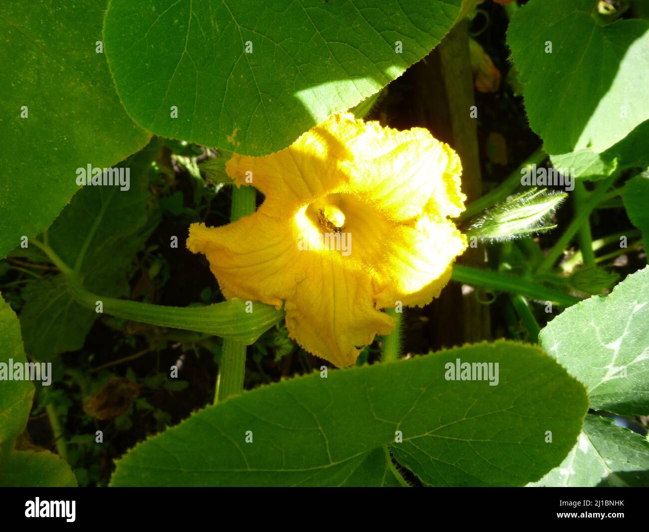 Fleur de citrouille jaune. L'abeille se trouve à l'intérieur de la fleur. Mise au point sélective. Jour d'été ensoleillé dans un jardin en Sibérie Russie Banque D'Images