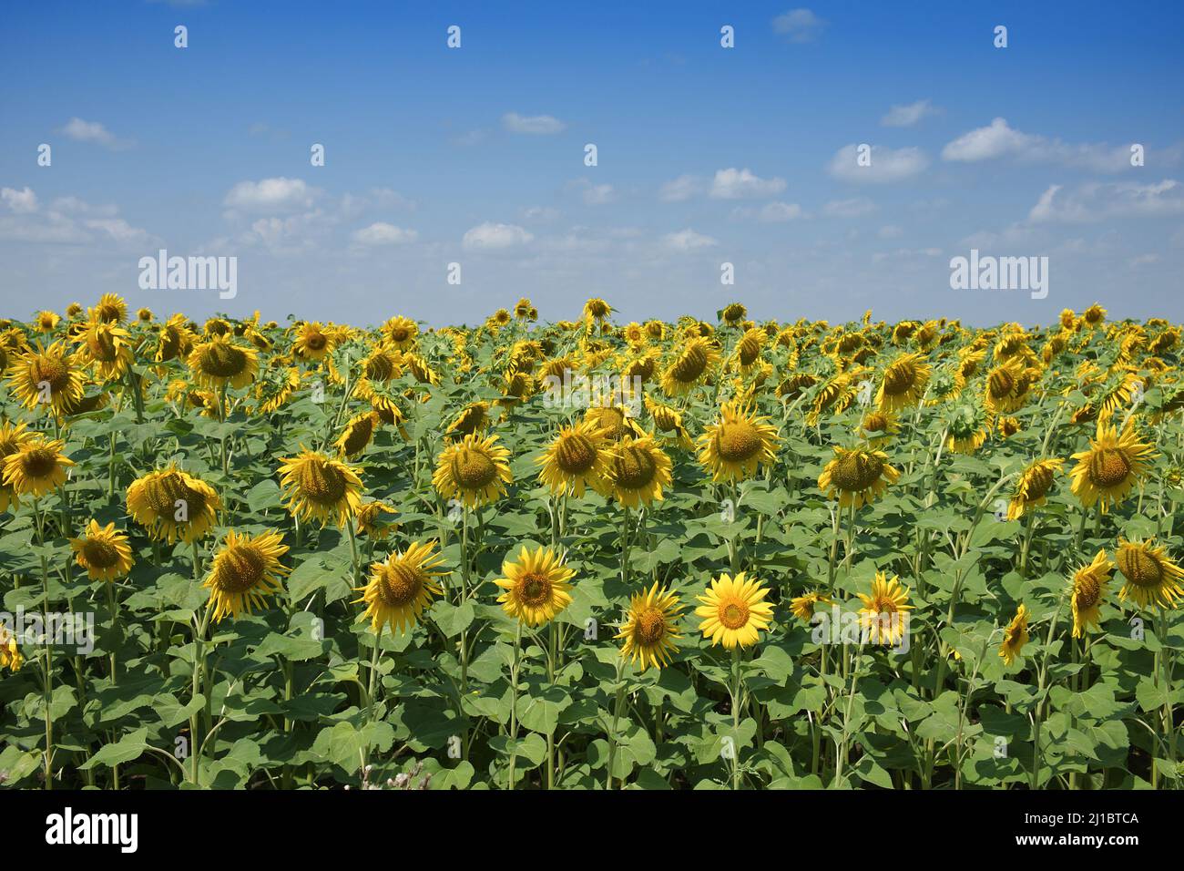 Champ de tournesol sous le ciel bleu par une journée ensoleillée. Paysage agricole. Banque D'Images