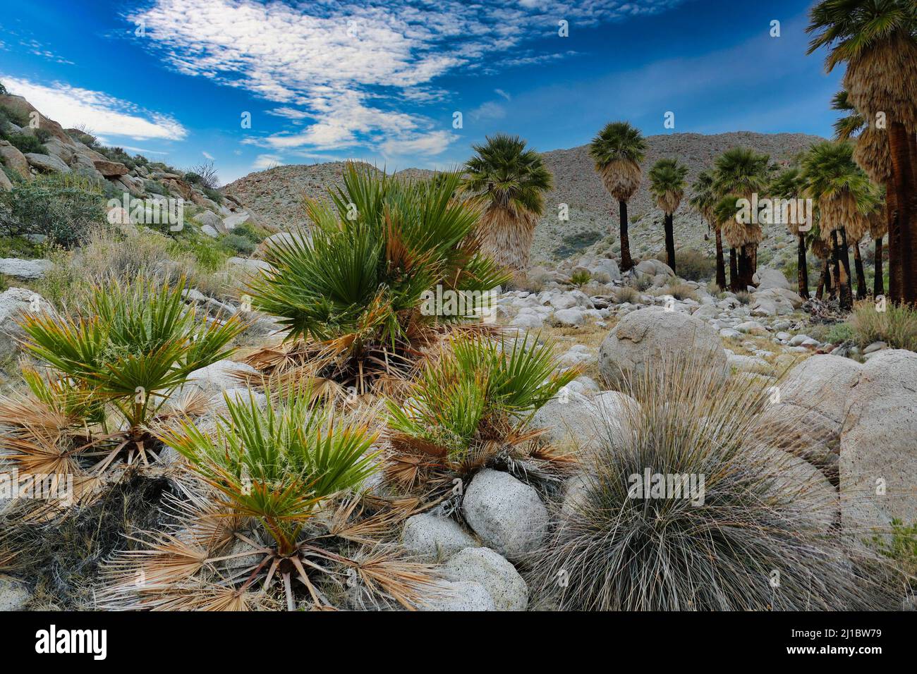 Palmiers et énormes rochers dans l'une des palmeraies près de Mountain Palm Springs, dans la partie sud du parc du désert d'Anza-Borrego, Californie, États-Unis. Banque D'Images