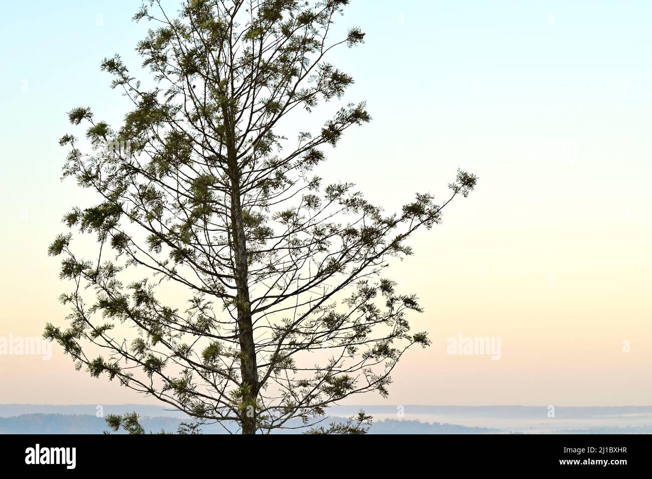 Silhouette d'arbres pendant le coucher du soleil à Khao Kho Banque D'Images