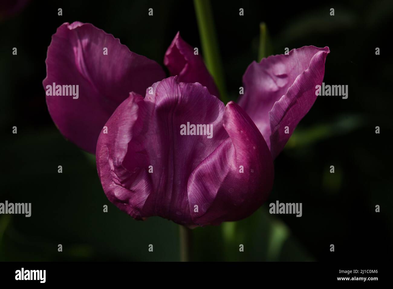 Portraits de plantes - gros plan de Tulipa ' Ronaldo' Banque D'Images