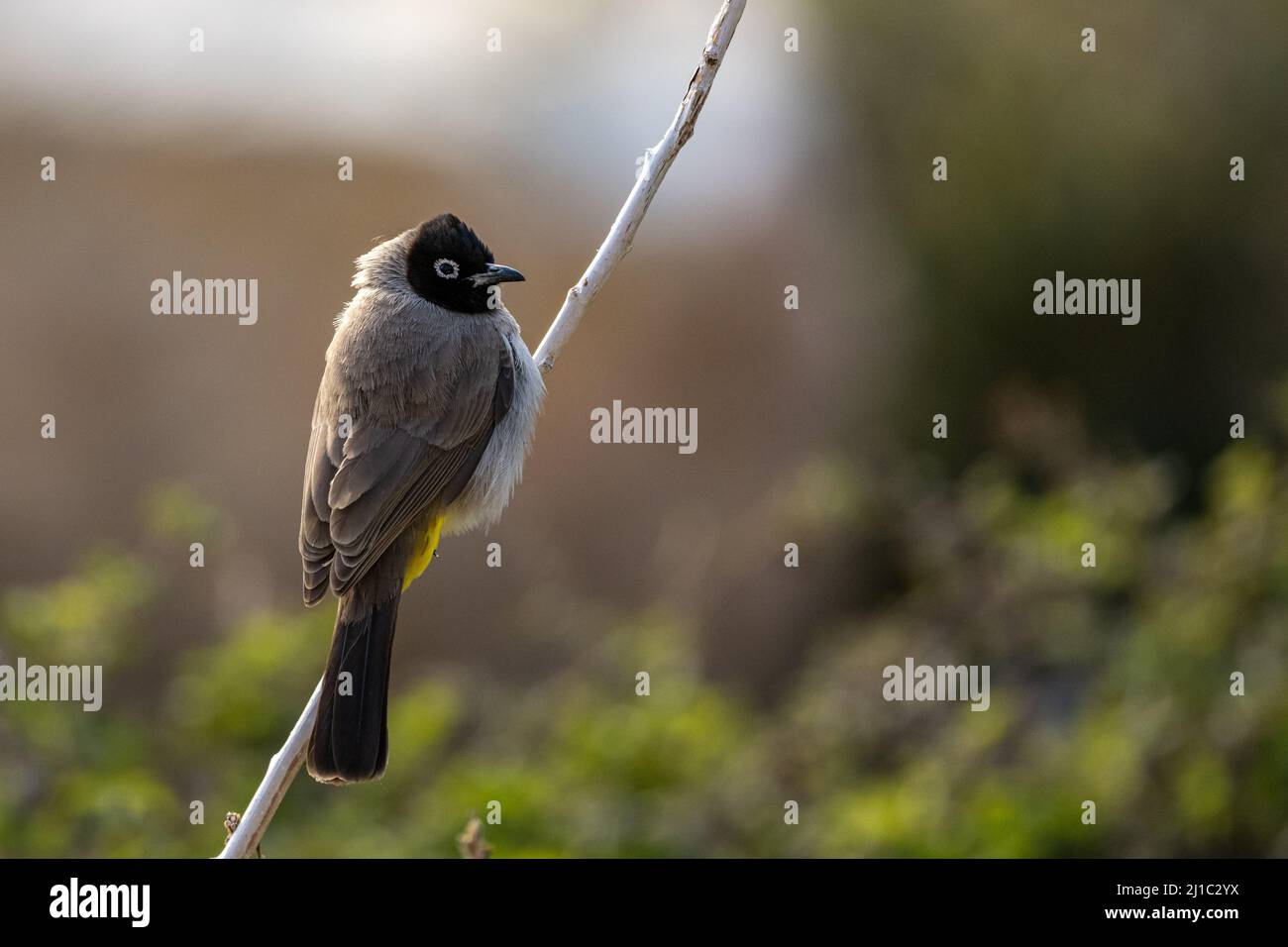 Bulbul à dominante blanche (Pycnonotus xanthopygos), Jordanie. Banque D'Images