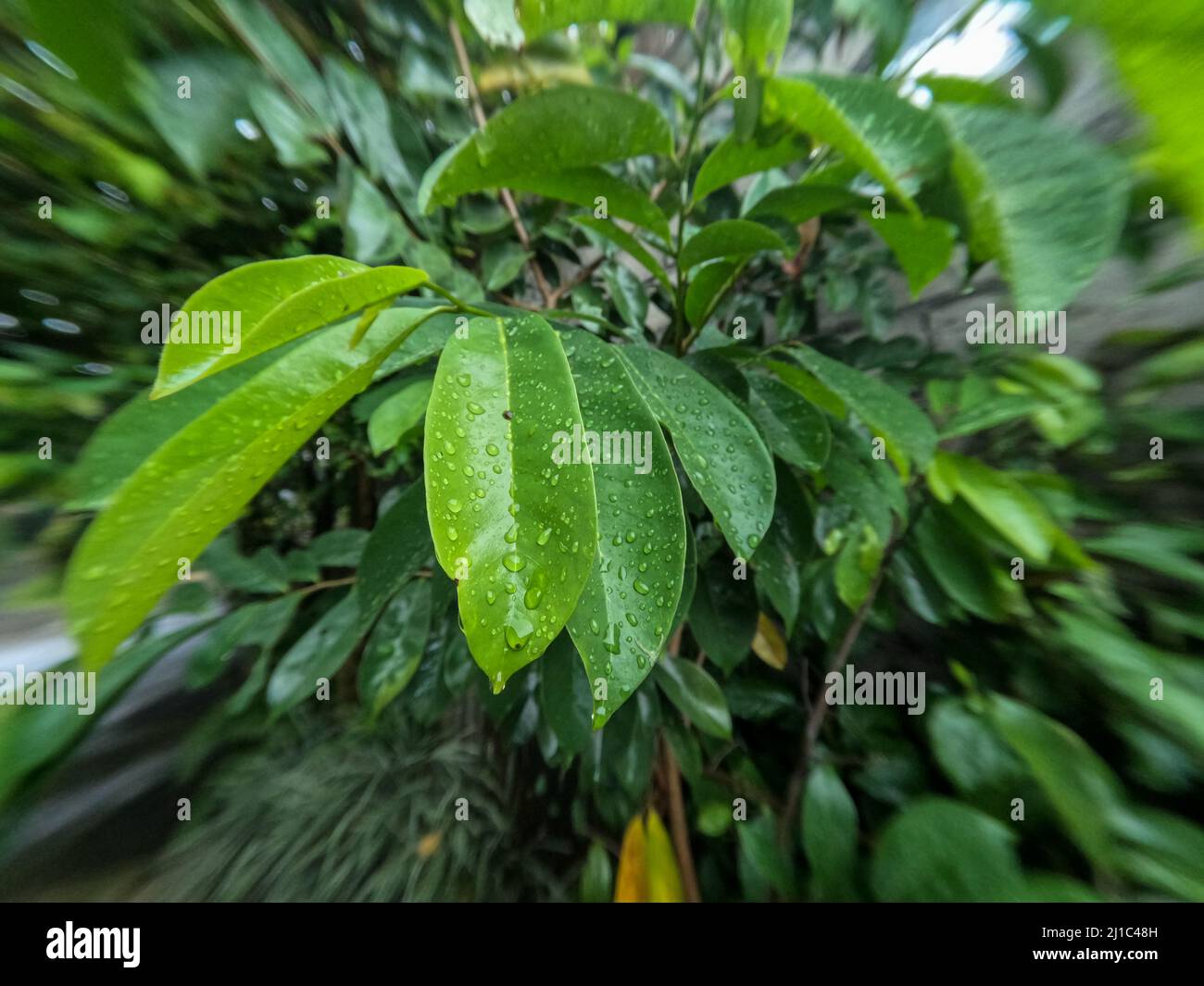 Les feuilles de l'arbre fruitier sont encore jeunes et humides par la pluie, cette plante prospère dans les tropiques Banque D'Images