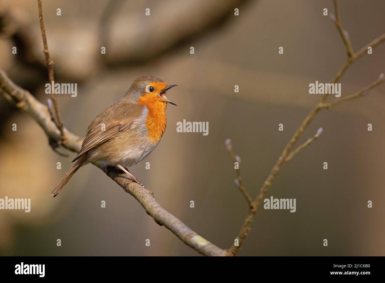 Robin (erithacus rubecula) chantant Norfolk UK GB Mars 2022 Banque D'Images