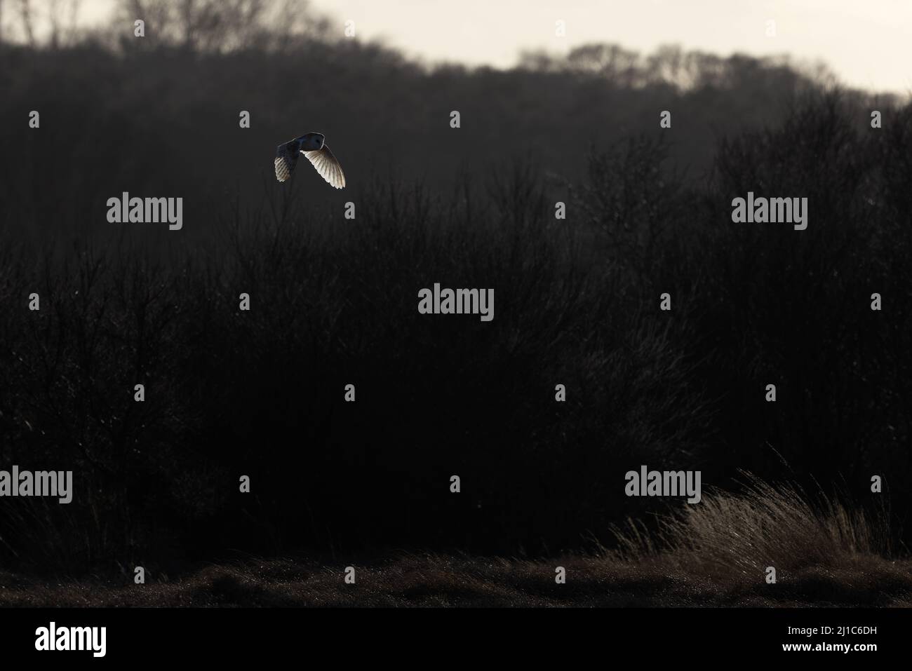 Barn Owl (Tyto alba) chasse en vol Winterton Norfolk UK GB Mars 2022 Banque D'Images