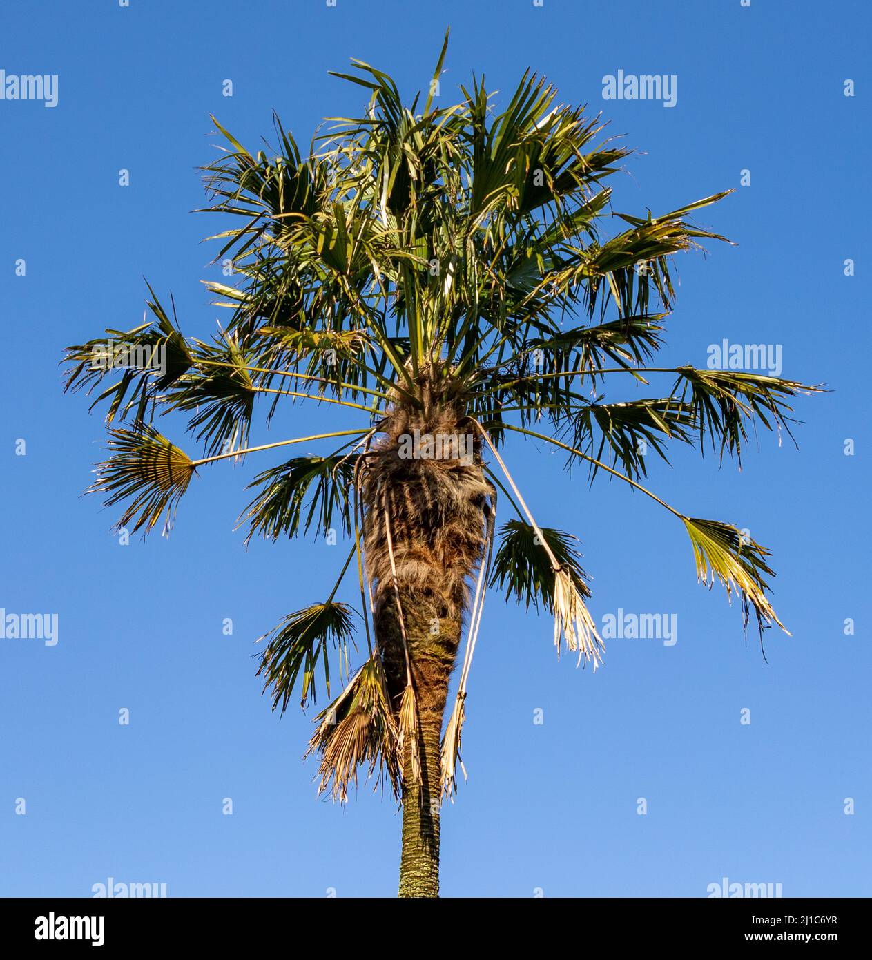 Chou palmier Sabal Palmetto contre ciel bleu clair Banque D'Images